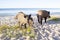 Wild pigs family walk on sea beach sandy coast