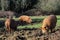 Wild Pigs foraging