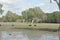 Wild pigs running in swamp land in northern Australia