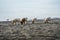 Wild pigs searching for food at the beach on the island ometepe in nicaragua.