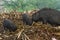 Wild pigs on street feeding in trash