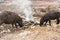 Wild pigs on street feeding in trash