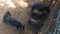 Wild pigs Sus scrofa with young animals gather food in a zoo in a pine forest in summer