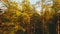 Wild pine forest with green moss under the trees. Moving between trees in beautiful sunny evening at sunset