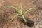 Wild Pine Plant On Concrete Pavement