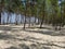 Wild pine tree forest in the sand on the Baltic sea coast