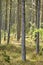 Wild pine trees in the forest on a sunny day. Landscape of many pine tree trunks in an uncultivated nature environment