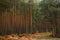 Wild pines in the Guadarrama forests