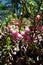 Wild pink berries of Pernettya mucronata or Prickly Heath evergreen shrub