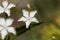 The wild pink Dianthus spiculifolius