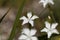 The wild pink Dianthus spiculifolius