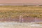 Wild Pink Flamingos Atacama Desert Chile