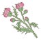 Wild pink flower. Leuzea plant. Maral root herb