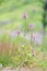 Wild pink flower Purple foxgloves, Digitalis purpurea