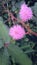 Wild Pink Flowers MIMOSA FLOWER