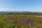 Wild pink flowers North Hill Somerset countryside scene near Minehead UK