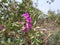 Wild pink flowers in a plant. Pink Flowers jangali Phul