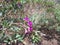 Wild pink flowers in a plant. Pink Flowers jangali Phul