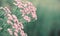 Wild pink flowers on a soft toned pastel background in green tones.