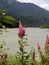 Wild pink hardhack or Spiraea douglasii flowers on the bank of the Squamish river. Brackendale, BC, Canada