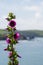 Wild pink Hollyhock growing on a cliff next to Thurlestone beach