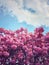 Wild pink Japanese cherry sakura tree buds blooming, floral pattern over sunny blue sky. Spring flower cluster blossoms on the