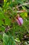 Wild Pink Ladys Slipper (Cypripedium acaule)