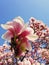 Wild pink magnolia tree buds blooming, floral pattern over blue sky. Spring flower cluster blossoms close up on the branches in