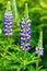 Wild pink purple violet blue lupines growing in summer field