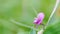 Wild pink tuberous pea, aardaker flowers.