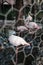 Wild pink and white flamingo in the zoo kept prisoners in a metal wire cage. Wild animals in captivity. Unethical behavior with