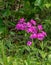 Wild Pink â€“ Silene caroliniana