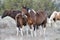 Wild Pinto Mare and Foal with Their Band
