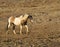 Wild Pinto Stallion