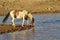 Wild Pinto Stallion Drinking from a water hole