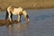 Wild Pinto Stallion at the water hole