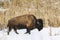 Wild Plains Bison