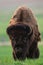 Wild Plains Bison (Bison bison bison)