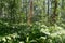 Wild plant of the black false hellebore Veratrum nigrum L. blooms in the birch forest in its natural environment