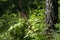 The wild plant of the black false hellebore Veratrum nigrum L. blooms in the forest near the birch, in its natural environment