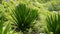 Wild plant of Furcraea foetida is stemless plant also known as Giant Cabuya, green aloe, Mauritius hemp etc