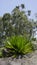 Wild plant of Furcraea foetida is stemless plant also known as Giant Cabuya, green aloe, Mauritius hemp etc