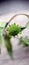 Wild plant with green flowers that look like sunflowers