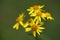 Wild plant Jacobaea vulgaris in the forest meadow. Known as ragwort, stinking Willie or tansy ragwort.