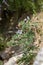 Wild plant Lupinus angustifolius grows in natural habitat close-up