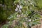 Wild plant Lupinus angustifolius grows in natural habitat close-up