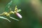This is a wild plant named Galactia striata