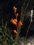 A Wild plant in orange color flowering in close-up at a botanical garden in the spring season isolated on dark background.
