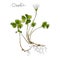 Wild plant oxalis hand drawn in color. Herbal medicine vector illustration.