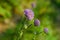 Wild plant purple flower and berry blurred background
